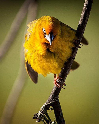 Bird 15